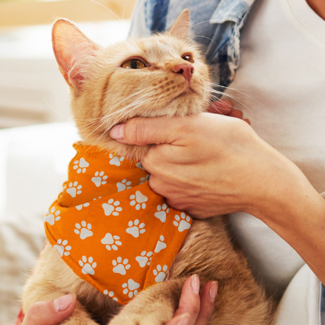 Pet Bandana - Small - Image 2